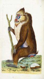 Pavián pestrý nebo Mandrill Mandrillus sphinx od Frederick Polydor Nodder