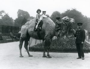 Jízda na velbloudu dvouhrbém s chovatelem Harrym Warwickem v londýnské zoo, červen 1924 od Frederick William Bond