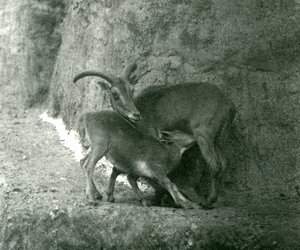 Barbarská ovce AoudadWaddanAruiArruis krmící své jehně na Mappin Terraces, Londýnská zoo, srpen 1927 od Frederick William Bond