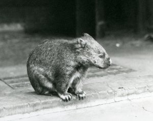 Vombat bosý/obyčejný/hrubosrstý sedící na zemi v londýnské zoo v roce 1929 (černobílá fotografie) od Frederick William Bond