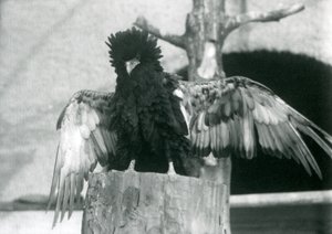 Orel Bateleur stojí na pařezu a roztahuje křídla, Londýnská zoo, 1925 od Frederick William Bond