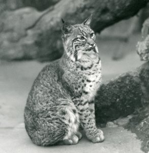 Bay Lynx nebo Bobcat sedící v londýnské zoo, březen 1927 od Frederick William Bond