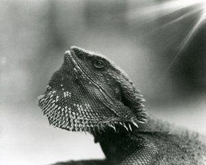 Vousatý ještěr vzhlíží k londýnské zoo v roce 1930 (černobílá fotografie) od Frederick William Bond
