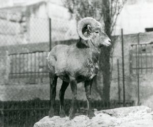 Beran Bighorn Sheep stojící na skále s výhledem na svůj výběh na úpatí Mappin Terraces, London Zoo. 1931 (černobílá fotografie) od Frederick William Bond