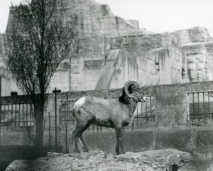 Beran Bighorn Sheep stojící na skále s výhledem na svůj výběh na úpatí Mappin Terraces, London Zoo. 1931 (černobílá fotografie) od Frederick William Bond