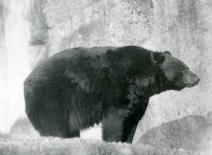 Černý medvěd stojící ve svém výběhu na Mappinových terasách v londýnské zoo v roce 1924 (černobílá fotografie) od Frederick William Bond