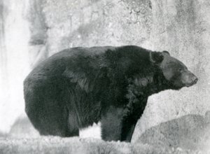 Černý medvěd stojící ve svém výběhu na Mappinových terasách v londýnské zoo v roce 1924 od Frederick William Bond
