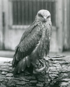 Černý drak odpočívající na kládě, Londýnská zoo, srpen 1926 (černobílá fotografie) od Frederick William Bond
