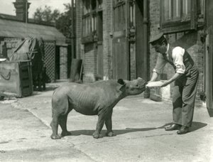 Mládě nosorožce černého krmené jeho chovatelem, londýnská zoo, září 1928 od Frederick William Bond