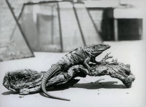 Leguán černý odpočívající na kládě v londýnské zoo v srpnu 1928 (černobílá fotografie) od Frederick William Bond