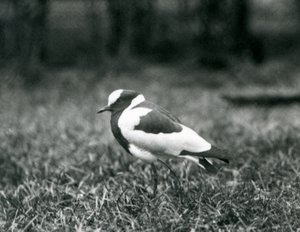 Kovář čejka stojící na trávě v londýnské zoo, srpen 1927 od Frederick William Bond