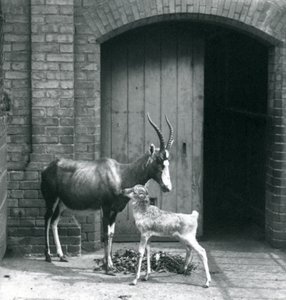 Blesbok tele se svou matkou v londýnské zoo, červen 1914 od Frederick William Bond