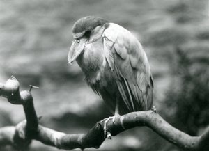 Volavka člunozobá neboli Boatbill, sedící na větvi v londýnské zoo, červen 1924 od Frederick William Bond