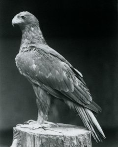 Booted Eagle stojící na pařezu v londýnské zoo v červnu 1926 od Frederick William Bond