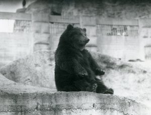 Medvěd hnědý sedící ve svém výběhu na úpatí Mappinových teras v londýnské zoo, září 1921 od Frederick William Bond
