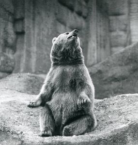 Medvěd hnědý sedící na skalnaté římse v londýnské zoo v září 1927 od Frederick William Bond