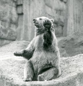 Medvěd hnědý sedí na skalnaté římse a mává jednou ze svých předních tlap, Londýnská zoo, září 1927 od Frederick William Bond