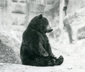 Medvěd hnědý sedící na skalách Mappinových teras, Londýnská zoo, červen 1928 od Frederick William Bond