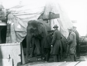 Barmský slon částečně ukrytý pod plachtou na palubě, s trenérem a čtyřmi dalšími muži, cestující do londýnské zoo v roce 1927 (černobílá fotografie) od Frederick William Bond