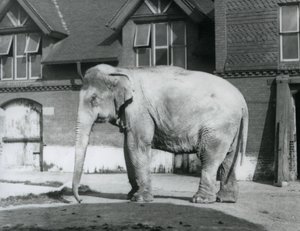 Barmský slon stojící před Elephant House, London Zoo od Frederick William Bond