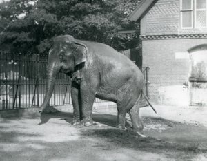 Barmský slon vystupující z bazénu ve svém výběhu, londýnská zoo od Frederick William Bond