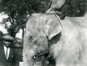 Barmský slon se svým trenérem a dalším mužem, londýnská zoo, září 1926 od Frederick William Bond