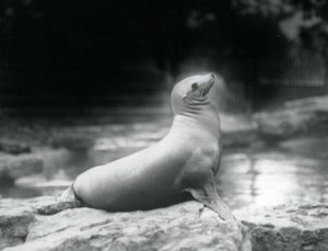 Lachtan kalifornský sedící na skále vedle bazénu, Londýnská zoo, září 1925 od Frederick William Bond