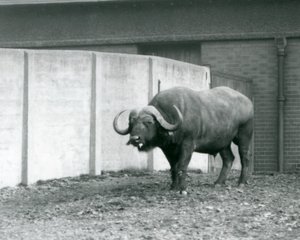 Býk Cape/African Buffalo stojící na holé zemi, vedle betonové zdi výběhu v londýnské zoo v roce 1928 (černobílá fotografie) od Frederick William Bond