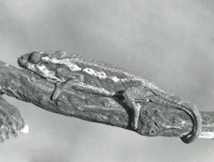 Chameleon kapský držící se větve, Londýnská zoo, 1927 od Frederick William Bond