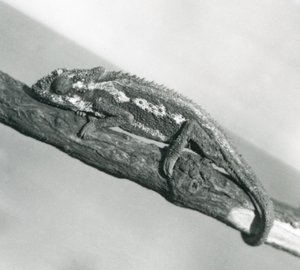 Chameleon kapský, který se drží větve, Londýnská zoo, 1927 od Frederick William Bond