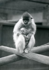 Capted Langur drží dítě, zatímco sedí na trámu. Londýnská zoologická zahrada, 6. října 1913 od Frederick William Bond