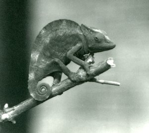 Chameleon držící se na konci větve, Londýnská zoo, 1927 od Frederick William Bond