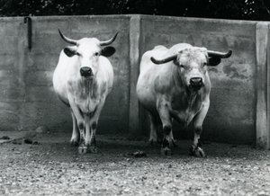 Chartley Bull and Cow v londýnské zoo, červenec 1924 od Frederick William Bond