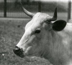 A Chartley Cow v londýnské zoo, červenec 1924 od Frederick William Bond