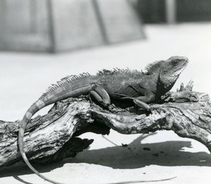 Čínský/asijský/thajský/zelený vodní drak spočívající na kládě v londýnské zoo v roce 1928 (černobílá fotografie) od Frederick William Bond