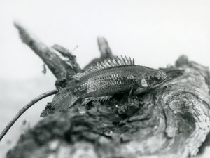 Okounek šplhavý odpočívající na mrtvé větvi mimo vodu v londýnské zoo v září 1928 od Frederick William Bond