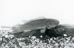 Lezecký okoun spočívající na kamenech a štěrku na dně své nádrže ve vodě v londýnské zoo v září 1928 od Frederick William Bond