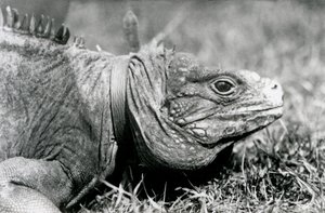 Obláčkový skalní leguán Metuzalém, s obojkem, procházející se po trávníku v londýnské zoo, červenec 1924 od Frederick William Bond