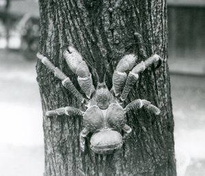 Krab kokosový, nebo Krab lupič, lezoucí na strom, Londýnská zoo, červenec 1927 od Frederick William Bond