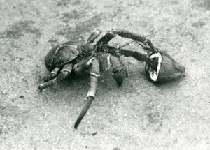 Kokos, nebo loupežný krab, živící se kokosem, Londýnská zoo, červenec 1927 od Frederick William Bond