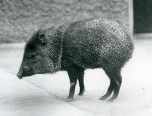 Peccary obojkové v londýnské zoo, 1927 od Frederick William Bond