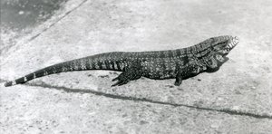 CommonGoldGoldenBlackColumbian Tegu nebo Tiger Lizard v londýnské zoo v srpnu 1926 od Frederick William Bond