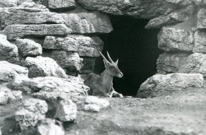 Eland obecný odpočívá u vchodu do svého úkrytu mezi skalami v Eland/Antelope Paddock, Londýnská zoo v roce 1929 (černobílá fotografie) od Frederick William Bond