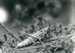 A Common Milkweed Locust v londýnské zoo, květen 1927 od Frederick William Bond