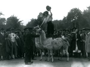 Cowgirl stojí obkročmo na dvou lamách během návštěvy londýnské zoo v roce 1924 od Frederick William Bond