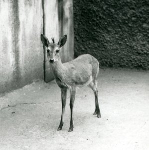 Crowned SahelWest African Bush Duiker v londýnské zoo v srpnu 1927 od Frederick William Bond