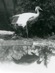 Demoiselle Crane stojící na jedné noze se zrcadlovým odrazem v bazénu pod londýnskou zoo od Frederick William Bond