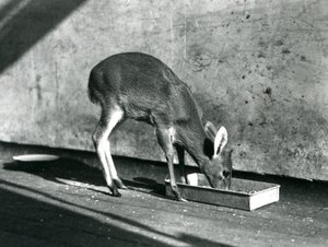 Kalous krmící se z podnosu na zemi, Londýnská zoo, červenec 1925 od Frederick William Bond