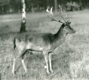 Daněk jelen v londýnské zoo v říjnu 1924 od Frederick William Bond