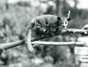 Galago kráčející podél větve, kterou drží chovatel, londýnská zoo od Frederick William Bond